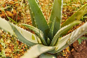 Aloe Vera - The Healthy Choice